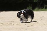 CAVALIER KING CHARLES 022